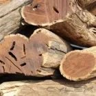 Business 4 image WOOD MONKEYS Sekelbos in Cape Town WC