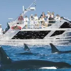 Business 2 image XENON TRAVEL Transfers in Cape Town WC