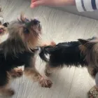 Maatskappy 2 beeld YORKIE CLOTHING Yorkie Clothing in Cape Town WC