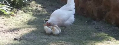 Business 5 image ZONNEKUS HOLIDAY RESORT & CARAVAN PARK Tenting in Cape Town WC